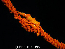 Xeno crab, taken at the Housereef "Eden's Garden" in Boho... by Beate Krebs 